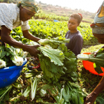 Lancement de FARM+ pour renforcer la souveraineté alimentaire en Afrique