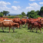 Face à El Niño, un plan d&rsquo;action anticipée dans le secteur de l&rsquo;élevage au Kenya