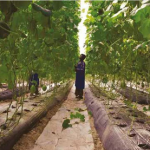 Pour promouvoir l’agroécologie en Afrique de l&rsquo;Ouest